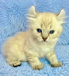 Highland Lynx