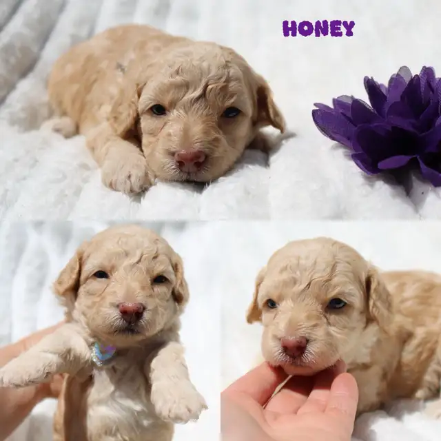 Teddybear Toy Aussiedoodles