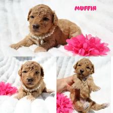Teddybear Toy Aussiedoodles - Photo 2