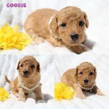 Teddybear Toy Aussiedoodles - Photo 3