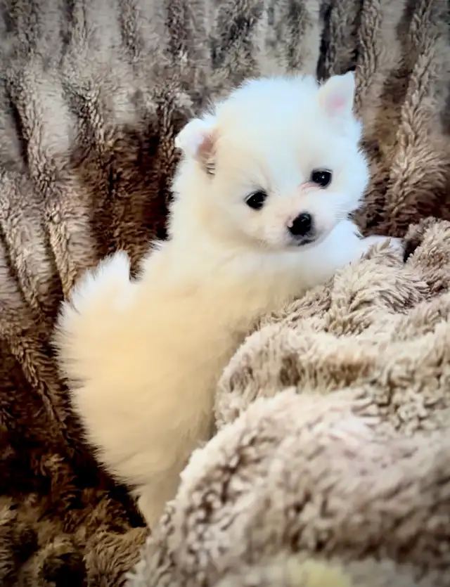 Pomeranian Pups