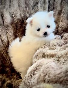 Pomeranian Pups