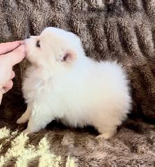 Pomeranian Pups - Photo 2
