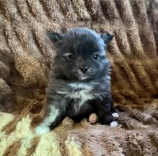Pomeranian Pups - Photo 3