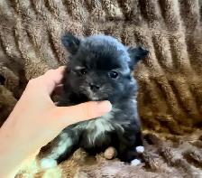 Pomeranian Pups - Photo 4