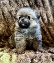 Pomeranian Pups - Photo 5