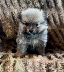 Pomeranian Pups - Photo 6