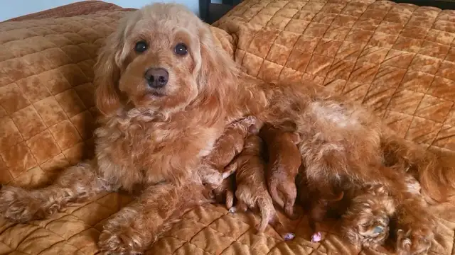 GOLDENDOODLE MINIATURE ROUGE/ROUX