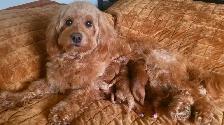 GOLDENDOODLE MINIATURE ROUGE/ROUX
