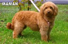 GOLDENDOODLE MINIATURE ROUGE/ROUX - Photo 2