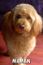 GOLDENDOODLE MINIATURE ROUGE/ROUX - Photo 3