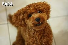 GOLDENDOODLE MINIATURE ROUGE/ROUX - Photo 4