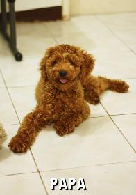 GOLDENDOODLE MINIATURE ROUGE/ROUX - Photo 5