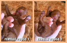 GOLDENDOODLE MINIATURE ROUGE/ROUX - Photo 6