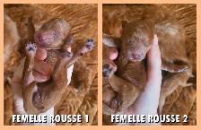 GOLDENDOODLE MINIATURE ROUGE/ROUX - Photo 7