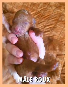 GOLDENDOODLE MINIATURE ROUGE/ROUX - Photo 8