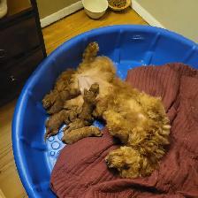 GOLDENDOODLE MINIATURE ROUGE/ROUX - Photo 9