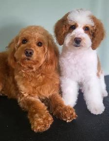 GOLDENDOODLE MINIATURE ROUGE/ROUX - Photo 10