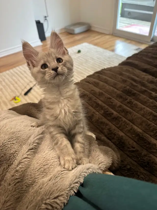 10 wk old Maine Coon Purebred