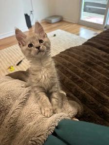 10 wk old Maine Coon Purebred