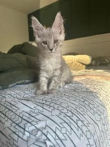 10 wk old Maine Coon Purebred - Photo 2