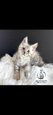 10 wk old Maine Coon Purebred - Photo 3