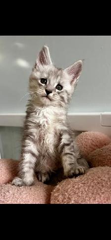 10 wk old Maine Coon Purebred - Photo 4