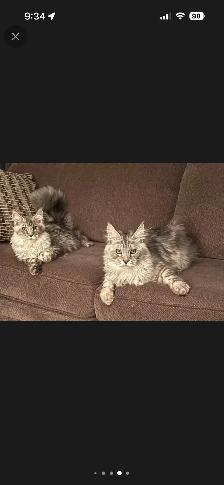 10 wk old Maine Coon Purebred - Photo 5
