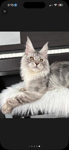 10 wk old Maine Coon Purebred - Photo 6