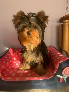 Yorkshire terrier female