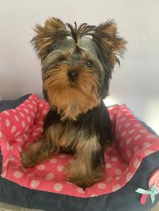 Yorkshire terrier female - Photo 2