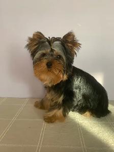 Yorkshire terrier female - Photo 3