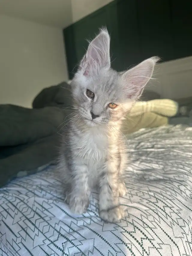 Mainecoon kitten 10wks
