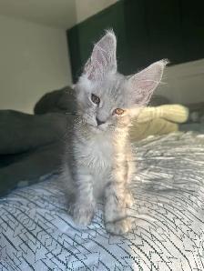Mainecoon kitten 10wks