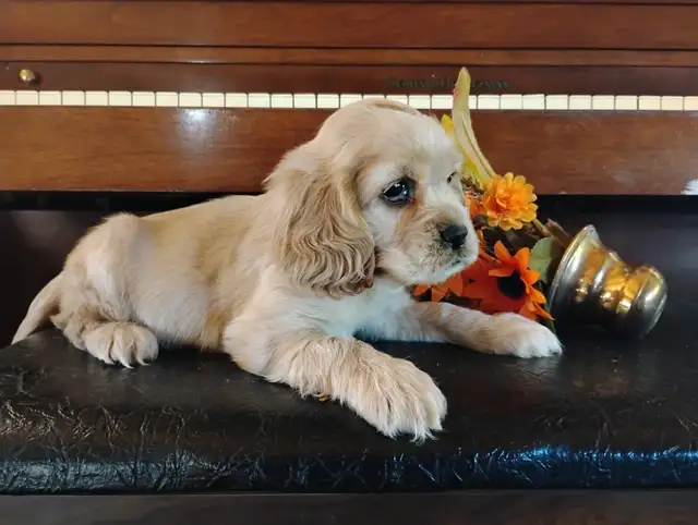 Adorable Cocker Pup