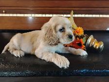 Adorable Cocker Pup