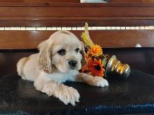 Adorable Cocker Pup - Photo 3