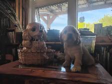 Adorable Cocker Pup - Photo 5
