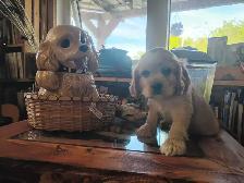 Adorable Cocker Pup - Photo 6