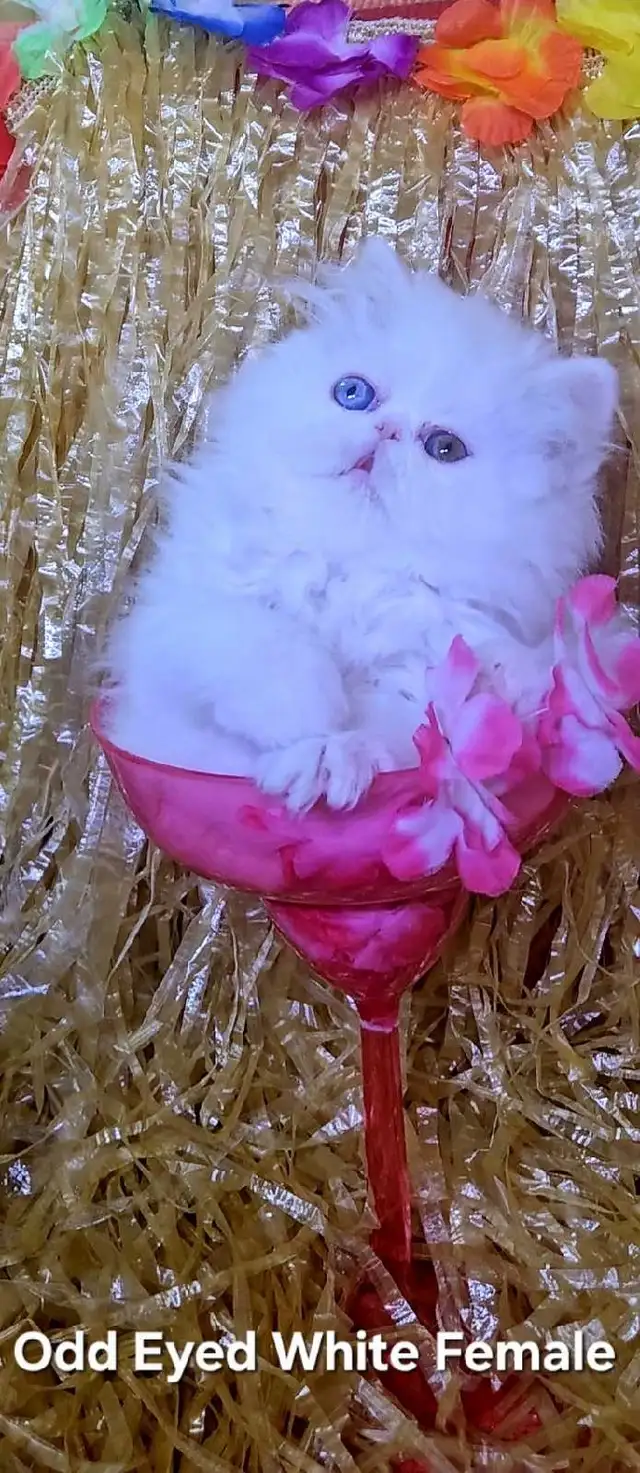 Exquisite Registered Persian & Exotic Kittens