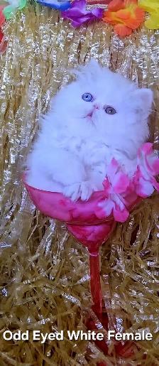 Exquisite Registered Persian & Exotic Kittens
