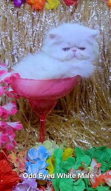 Exquisite Registered Persian & Exotic Kittens - Photo 2