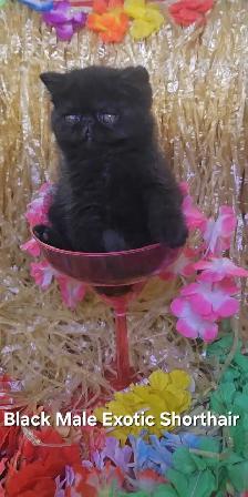 Exquisite Registered Persian & Exotic Kittens - Photo 3