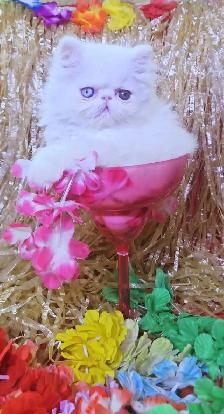 Exquisite Registered Persian & Exotic Kittens - Photo 4