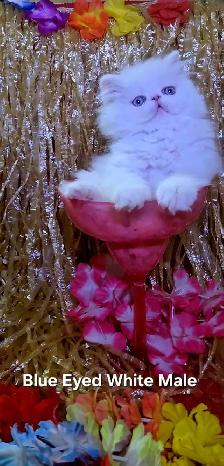Exquisite Registered Persian & Exotic Kittens - Photo 5