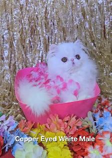 Exquisite Registered Persian & Exotic Kittens - Photo 6