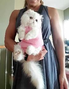 Exquisite Registered Persian & Exotic Kittens - Photo 7