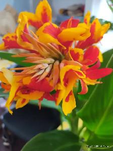 Invitation for the Public: Free Flower, Veggie   Design Show - Photo 4