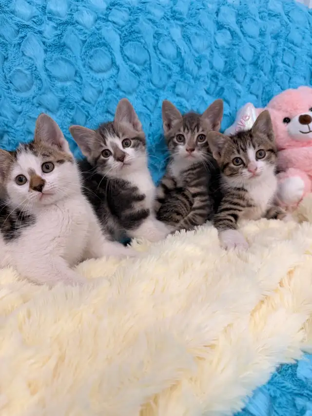 ❤️Bengal mix kittens -647-317-3197