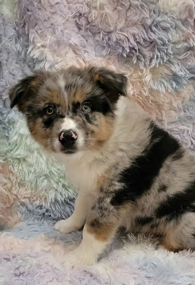 Mini Aussie/border Collie puppies